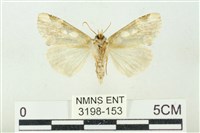 連珠波紋蛾藏品圖，第2張