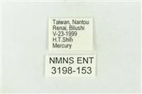 連珠波紋蛾藏品圖，第3張