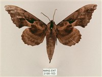 盾天蛾藏品圖，第1張