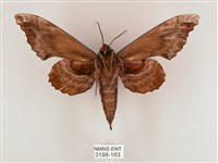 盾天蛾藏品圖，第2張