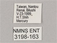 盾天蛾藏品圖，第3張