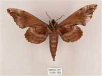 盾天蛾藏品圖，第2張