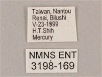 盾天蛾藏品圖，第3張