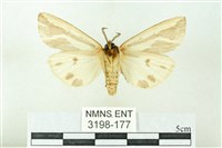 赭新污燈蛾藏品圖，第2張