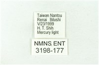 赭新污燈蛾藏品圖，第3張