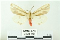 赭新污燈蛾藏品圖，第1張