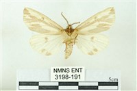 赭新污燈蛾藏品圖，第2張