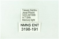 赭新污燈蛾藏品圖，第3張