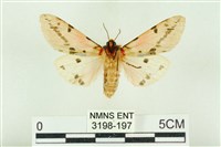 棍棒污燈蛾藏品圖，第2張