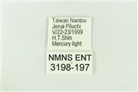 棍棒污燈蛾藏品圖，第3張