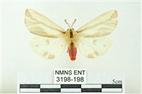 赭新污燈蛾藏品圖，第1張