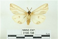 赭新污燈蛾藏品圖，第2張