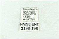 赭新污燈蛾藏品圖，第3張