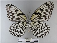 大白斑蝶藏品圖，第2張