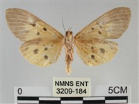 一點擬燈蛾藏品圖，第2張