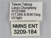 一點擬燈蛾藏品圖，第3張