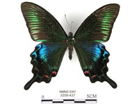 翠鳳蝶蘭嶼亞種藏品圖，第1張