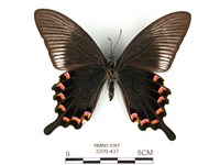 翠鳳蝶蘭嶼亞種藏品圖，第2張