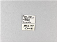 翠鳳蝶蘭嶼亞種藏品圖，第3張