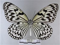 大白斑蝶藏品圖，第2張