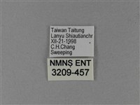 大白斑蝶藏品圖，第3張