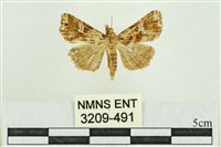 弧角散紋夜蛾藏品圖，第1張