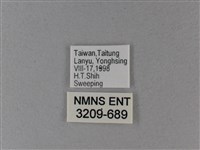 大白斑蝶藏品圖，第3張
