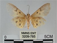 一點擬燈蛾藏品圖，第2張