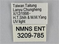 一點擬燈蛾藏品圖，第3張