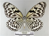 大白斑蝶藏品圖，第2張
