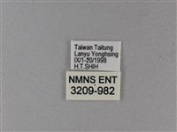 大白斑蝶藏品圖，第3張