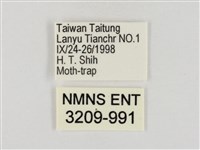 連紋袖弄蝶菲律賓亞種藏品圖，第3張