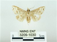 琉球雲紋網蛾藏品圖，第2張