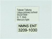 琉球雲紋網蛾藏品圖，第3張