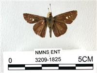 禾弄蝶藏品圖，第1張