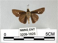 禾弄蝶藏品圖，第2張