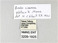 禾弄蝶藏品圖，第3張