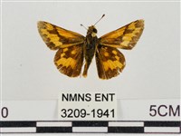 淡黃斑弄蝶藏品圖，第1張