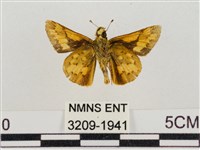 淡黃斑弄蝶藏品圖，第2張