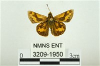 黃斑弄蝶藏品圖，第1張