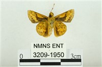 黃斑弄蝶藏品圖，第2張