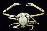 大等螯蟹藏品圖，第3張