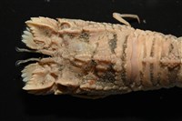 皺褶蟬蝦藏品圖，第2張