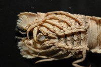 皺褶蟬蝦藏品圖，第5張