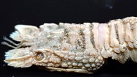 皺褶蟬蝦藏品圖，第6張
