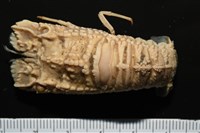 皺褶蟬蝦藏品圖，第7張