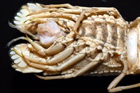 皺褶蟬蝦藏品圖，第8張