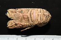皺褶蟬蝦藏品圖，第9張