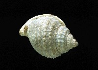 玉珠鼓螺(玉珠鶉螺)藏品圖，第3張