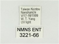 大娜波灰蝶藏品圖，第3張